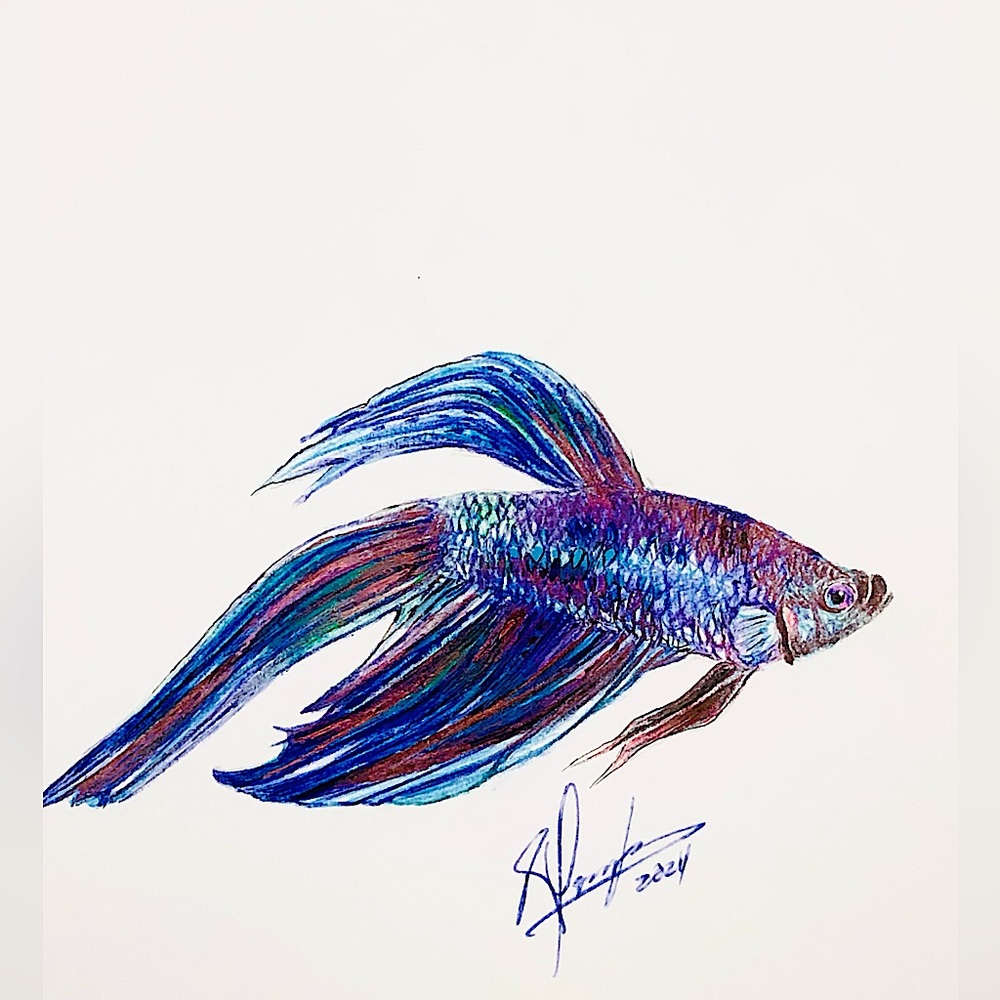 Betta Splendens